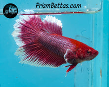 Load image into Gallery viewer, Purple Salamander Halfmoon Female