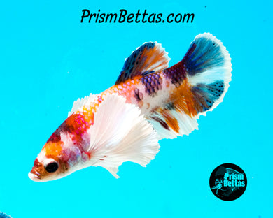 Candy Koi Dumbo Halfmoon Plakat Female (Only one in shipment!)
