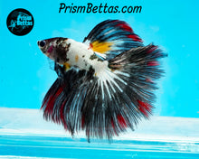 Load image into Gallery viewer, Copper Marble Halfmoon Male