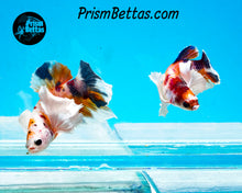 Load image into Gallery viewer, Candy Koi Dumbo Halfmoon Plakat Female (Only one in shipment!)