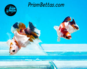 Candy Koi Dumbo Halfmoon Plakat Female (Only one in shipment!)