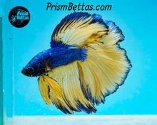 Load image into Gallery viewer, Mustard Gas Halfmoon Male