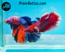 Load image into Gallery viewer, Rainbow Marble Halfmoon Male