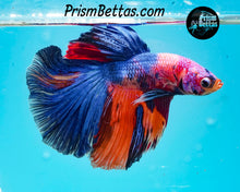 Load image into Gallery viewer, Rainbow Marble Halfmoon Male