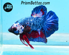 Load image into Gallery viewer, Marble Halfmoon Plakat Male