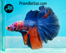 Load image into Gallery viewer, Rainbow Marble Halfmoon Male