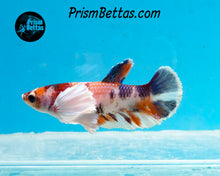 Load image into Gallery viewer, Candy Koi Dumbo Halfmoon Plakat Female (Only one in shipment!)