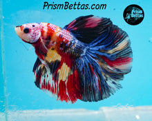 Load image into Gallery viewer, Rainbow Marble Halfmoon Male