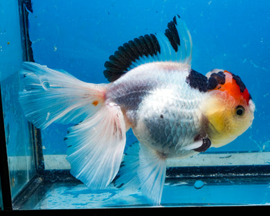 Tricolor Oranda Female (5.5 inches) Imported in Thailand