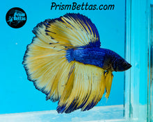 Load image into Gallery viewer, Mustard Gas Halfmoon Male