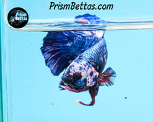 Load image into Gallery viewer, Marble Halfmoon Plakat Male