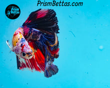 Load image into Gallery viewer, Rainbow Marble Halfmoon Male