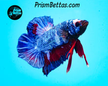 Load image into Gallery viewer, Marble Halfmoon Plakat Male