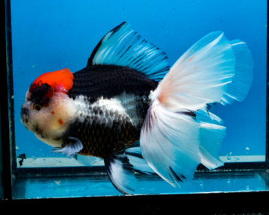Tricolor Oranda Male (6+ inches) Imported in Thailand
