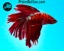 Load image into Gallery viewer, Red Copper Marble Halfmoon Male