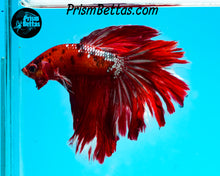 Load image into Gallery viewer, Red Copper Marble Halfmoon Male