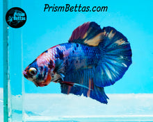 Load image into Gallery viewer, Marble Halfmoon Plakat Male