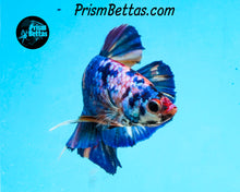 Load image into Gallery viewer, Marble Halfmoon Plakat Male