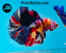 Load image into Gallery viewer, Rainbow Marble Halfmoon Male