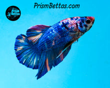 Load image into Gallery viewer, Marble Halfmoon Plakat Male