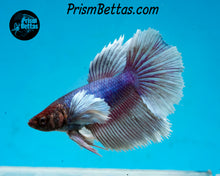 Load image into Gallery viewer, Dumbo Halfmoon Female