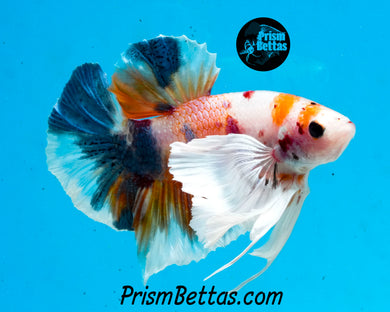 Candy Koi Dumbo Halfmoon Plakat Male