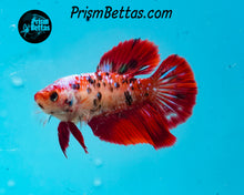 Load image into Gallery viewer, Red Koi Halfmoon Female