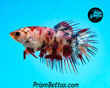 Load image into Gallery viewer, Candy Koi Crowntail Female