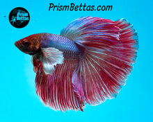 Load image into Gallery viewer, Pink and Purple Dumbo Halfmoon Male