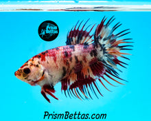 Load image into Gallery viewer, Candy Koi Crowntail Female