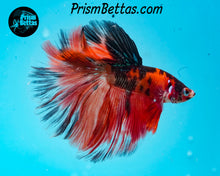 Load image into Gallery viewer, Candy Koi Halfmoon Male