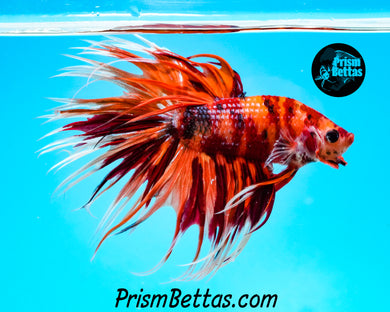 Candy Koi Crowntail Male