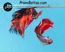Load image into Gallery viewer, Red Koi Halfmoon Female