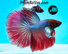 Load image into Gallery viewer, Pink and Purple Dumbo Halfmoon Male