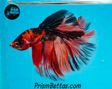Load image into Gallery viewer, Candy Koi Halfmoon Male