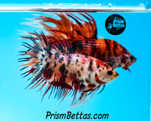 Load image into Gallery viewer, Candy Koi Crowntail Female