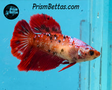 Load image into Gallery viewer, Red Koi Halfmoon Female