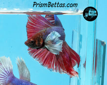 Load image into Gallery viewer, Pink and Purple Dumbo Halfmoon Male