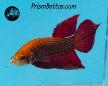 Load image into Gallery viewer, Red Splenden Wildtype Male