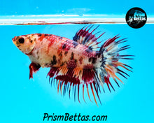 Load image into Gallery viewer, Candy Koi Crowntail Female