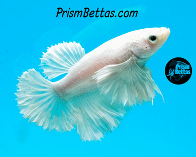 White Dumbo Halfmoon Female