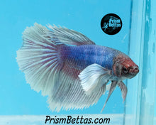 Load image into Gallery viewer, Dumbo Halfmoon Female