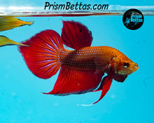 Load image into Gallery viewer, Red Splenden Wildtype Male