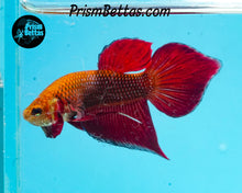 Load image into Gallery viewer, Red Splenden Wildtype Male