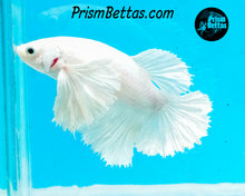 Load image into Gallery viewer, White Dumbo Halfmoon Female
