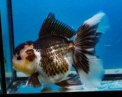 Tricolor Oranda Female (5 inches) Imported in Thailand