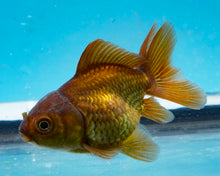 Load image into Gallery viewer, Bronze Oranda  (2.5-3.5 inches) USA BRED Missing lobe of caudal fin