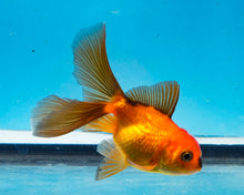 Load image into Gallery viewer, Longfinned Apache Oranda  (2.5-3.5 inches) USA BRED