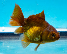 Load image into Gallery viewer, Bronze Oranda  (2.5-3.5 inches) USA BRED Missing lobe of caudal fin