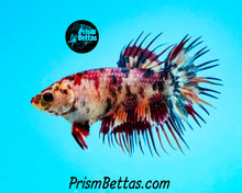 Load image into Gallery viewer, Candy Koi Crowntail Female